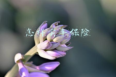 怎样卖车保险