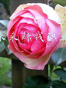 未来赚钱职业