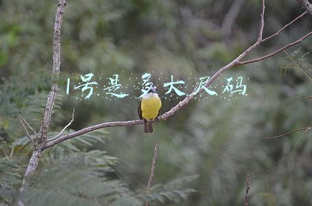 l号是多大尺码