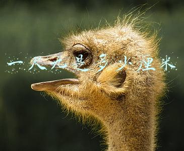 一尺九是多少厘米