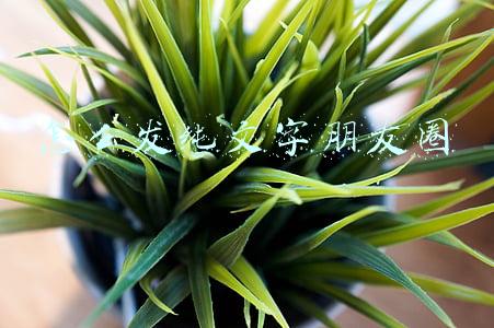 怎么发纯文字朋友圈