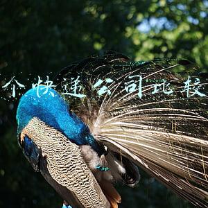 哪个快递公司比较快