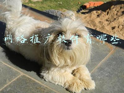 网络推广软件有哪些