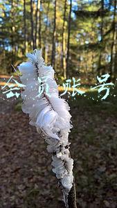 腾讯会员账号分享
