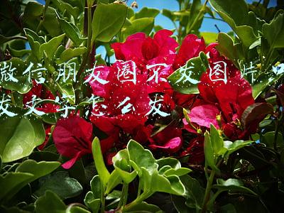 微信朋友圈不发图片只发文字怎么发