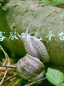 电商客服外包平台(淘宝天猫拼多多京东快手抖音各平台电商金牌客服外包)