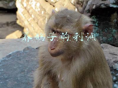 养鸽子的利润