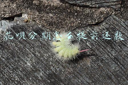 花呗分期怎么提前还款 花呗分期怎么提前还款