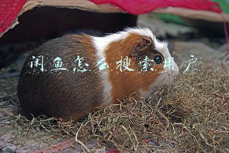 闲鱼怎么搜索用户