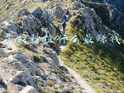 药材种植什么最赚钱