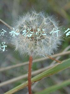 兰蔻粉水搭配什么乳液比较好