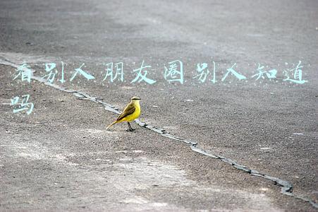 微信经常看别人朋友圈别人知道吗(6个不为人知，但极其好用的微信技巧，你知道吗？)