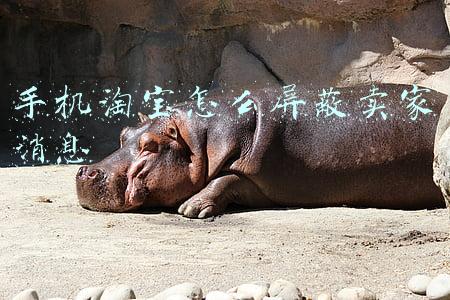手机淘宝怎么屏蔽卖家消息