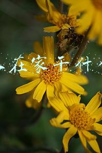 农村人在家干什么挣钱