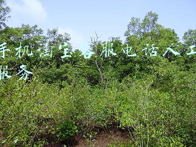 手机淘宝客服电话人工服务