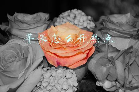 苹果怎么开热点