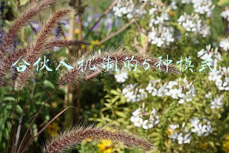 合伙人机制的5种模式