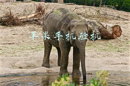 苹果手机验机