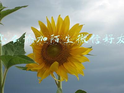 怎么添加陌生微信好友