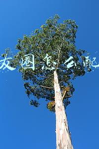 发朋友圈怎么配音乐