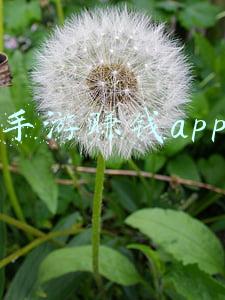 手游赚钱app