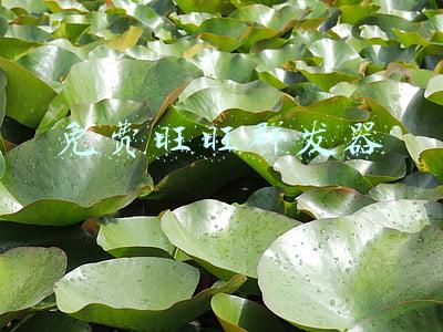 免费旺旺群发器