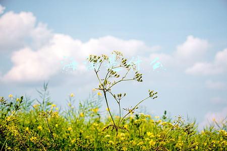 海淘是什么模式(海淘平台的经典模式案例分析)