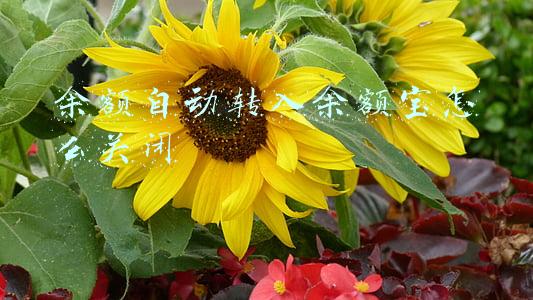 余额自动转入余额宝怎么关闭