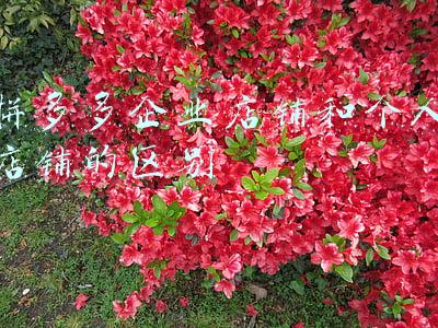 拼多多企业店铺和个人店铺的区别