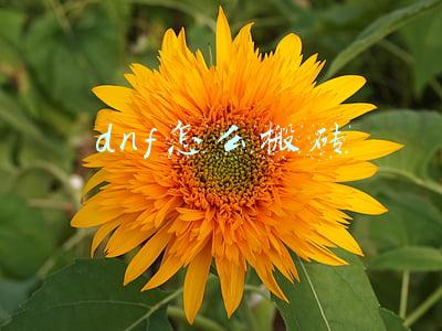 dnf怎么搬砖