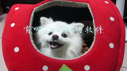 有哪些赚钱的软件