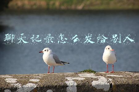 聊天记录怎么发给别人