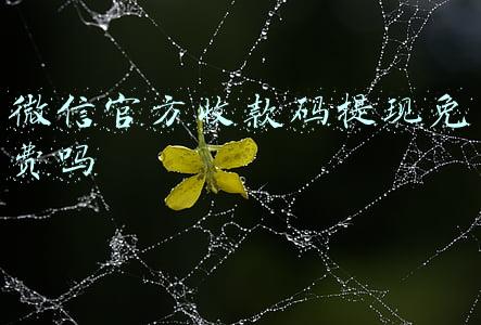 微信官方收款码提现免费吗