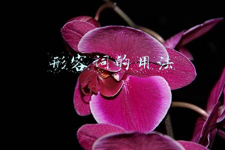 形容词的用法