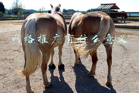 网络推广与网络营销的区别是什么(网络营销和传统营销的比较（三）)