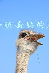 兰芝睡眠面膜的正确用法