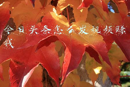 今日头条怎么发视频赚钱