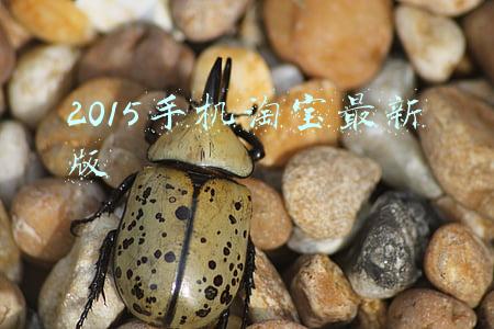 下载2015qq到手机(那些年的QQ等级和回忆，彻底暴露了我们回不来的青春)