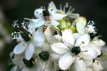买机票哪个app最便宜