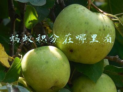 蚂蚁积分在哪里看