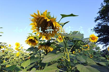 淘宝注册流程步骤(想做淘宝的看过来，傻瓜式教程，手把手教你注册淘宝。)