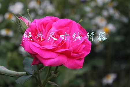 照片尺寸编辑器