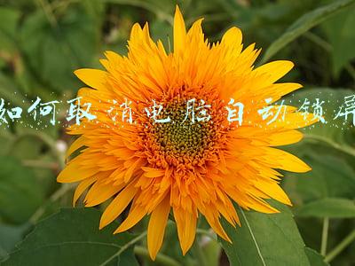 如何取消电脑自动锁屏