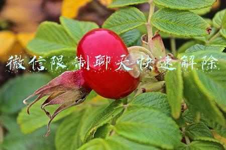 微信限制聊天快速解除