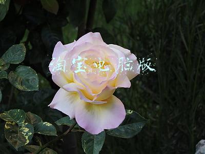 淘宝电脑版