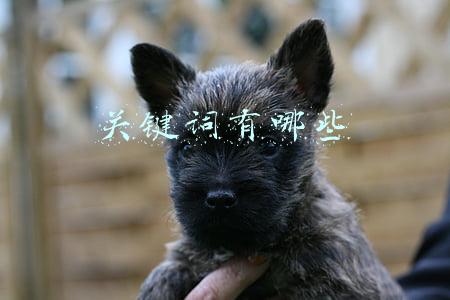 关键词有哪些