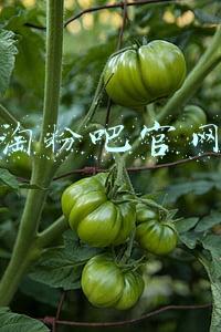 淘粉吧官网
