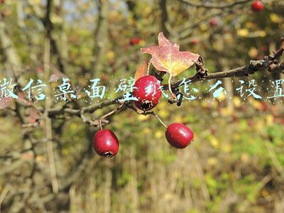 微信桌面壁纸怎么设置
