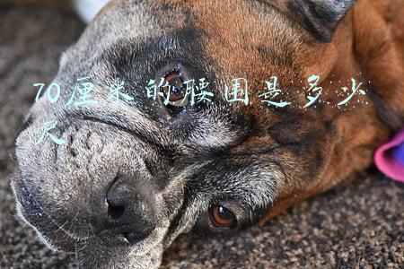 70厘米的腰围是多少尺