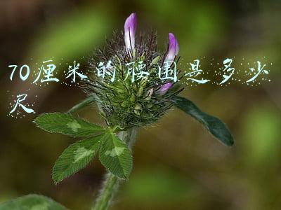 70厘米的腰围是多少尺